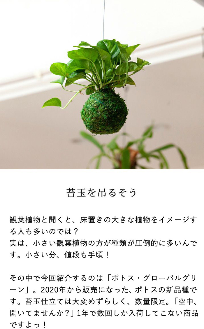 観葉植物 種類 室内 おしゃれ 吊るす ぶら下げ ポトス グローバルグリーン 苔玉 : gd2903 : e-花屋さん - 通販 -  Yahoo!ショッピング