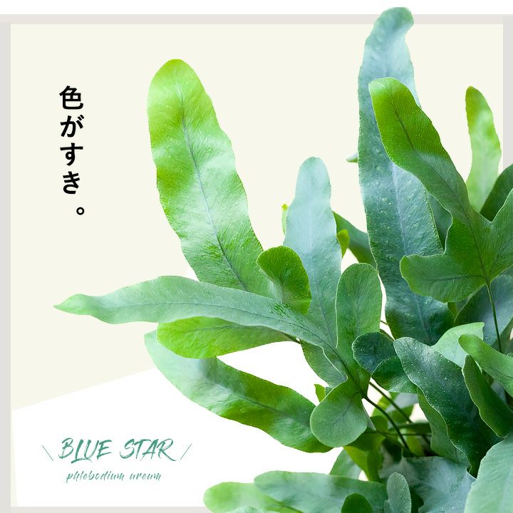 フレボディウム・ブルースター