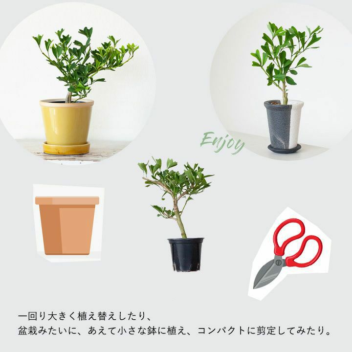 観葉植物 種類 室内 おしゃれ 丈夫 目指せGREEN盆栽!シェフレラ 観葉植物 種類 室内 おしゃれ 丈夫 目指せGREEN盆栽!シェフレラ