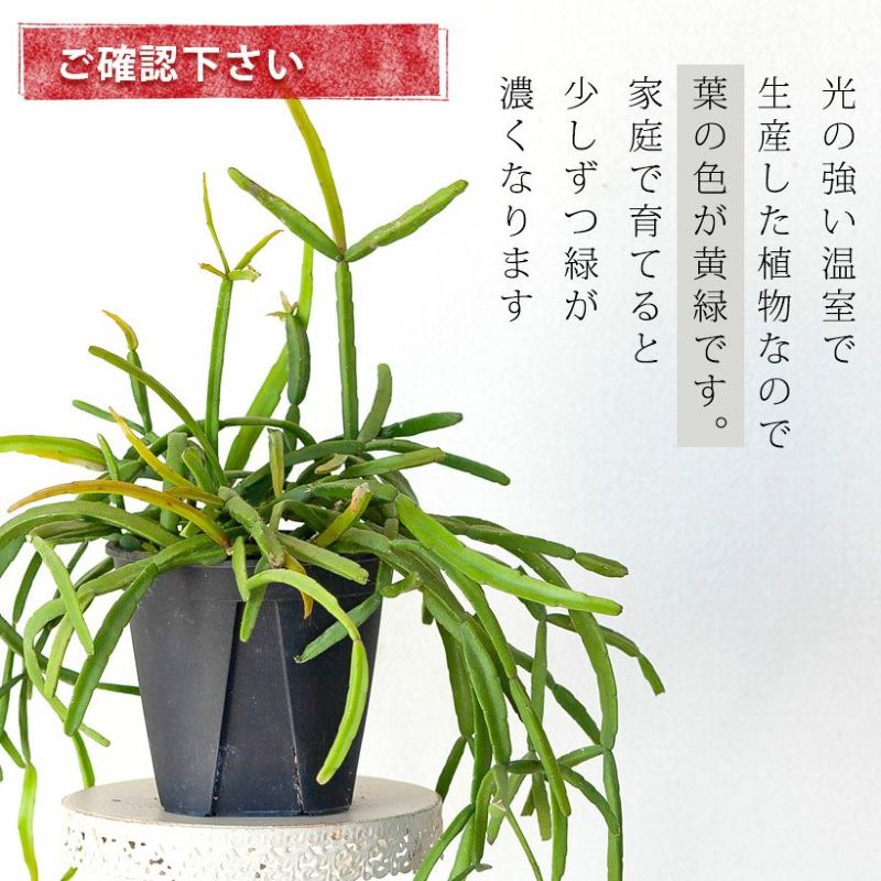リプサリスの葉色について