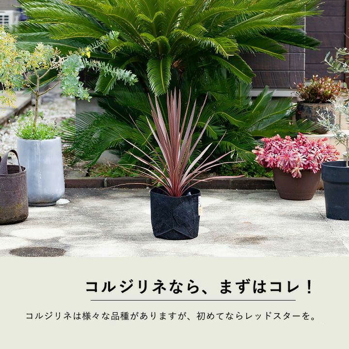 観葉植物 おしゃれ 大型 種類 屋外 庭 ガーデニング コルジリネ