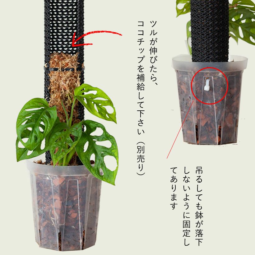 観葉植物 種類 室内 おしゃれ 壁掛け スタイル 数量限定 壁掛け、登ら