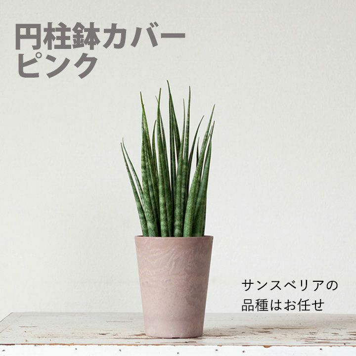 サンスベリア ミカド 観葉植物 小さい おしゃれ 2種の鉢から