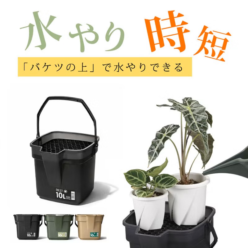 観葉植物 フィカスベンジャミン・スターライト「ビューティークィーン