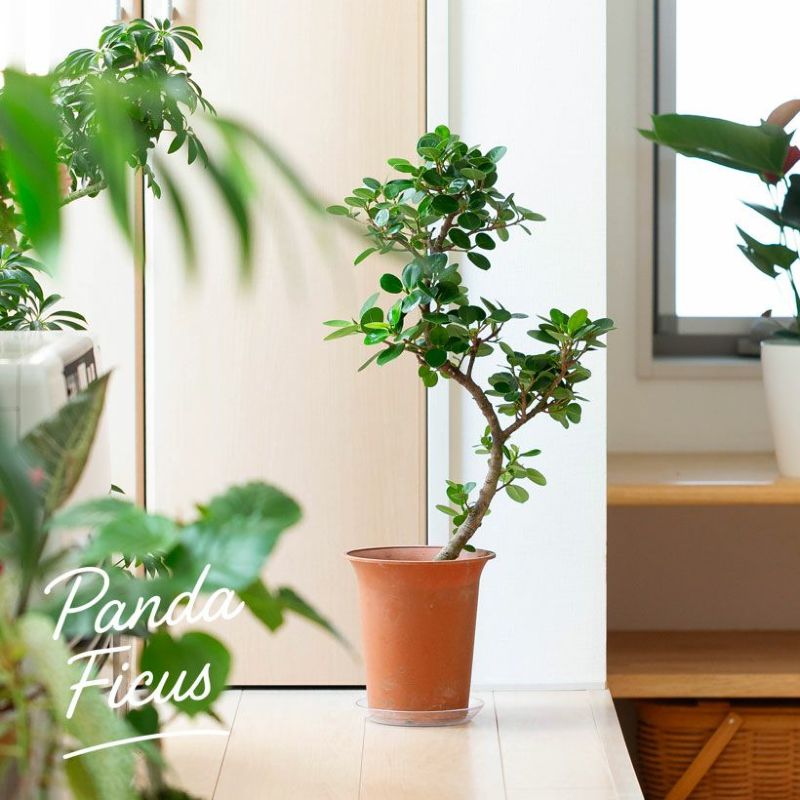 観葉植物「幹曲がり」パンダガジュマル（6号鉢）※同梱不可商品