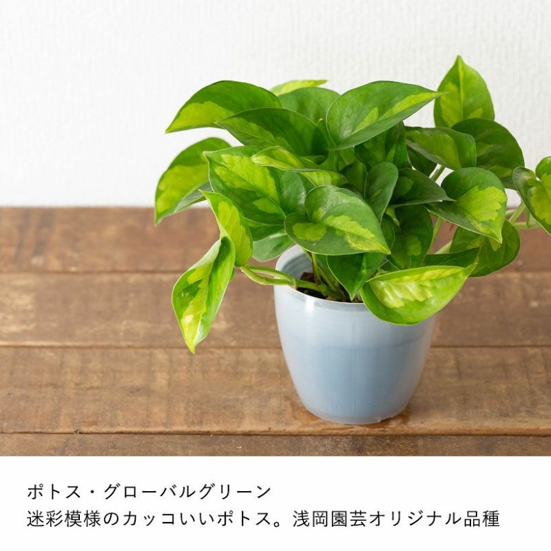 観葉植物 ポトス 室内 おしゃれ 水やり簡単！透明鉢カバー付きポトス