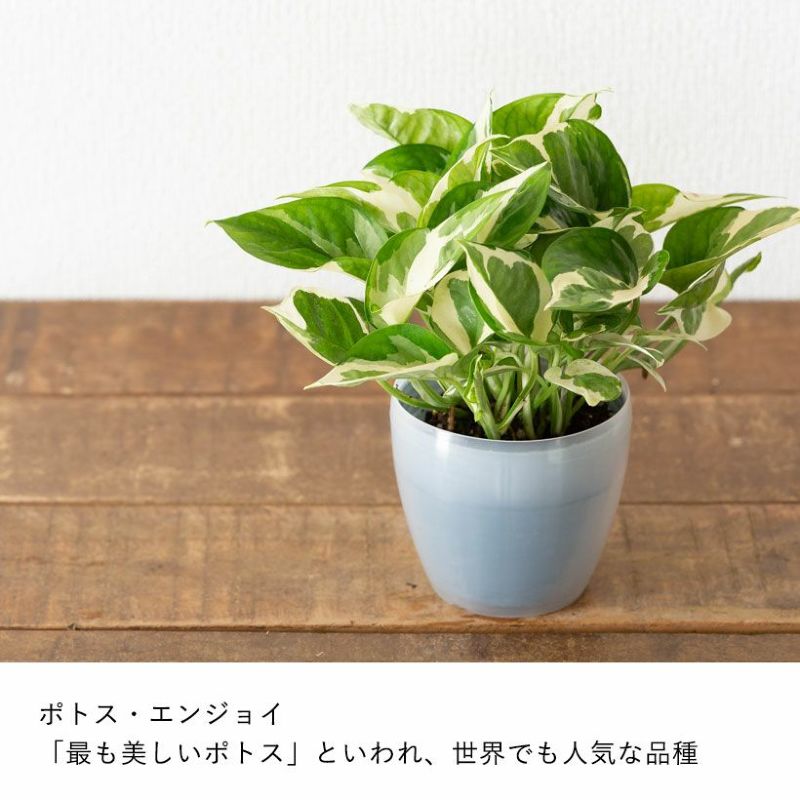 ポトスのおすすめ人気商品一覧 通販 - Yahoo!ショッピング