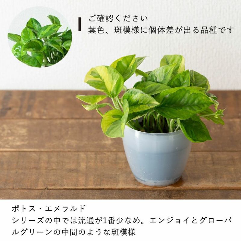 観葉植物 ポトス 室内 おしゃれ 水やり簡単！透明鉢カバー付きポトス