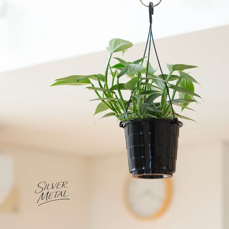 観葉植物 フィロデンドロン 【5号にしては、お求めやすい価格