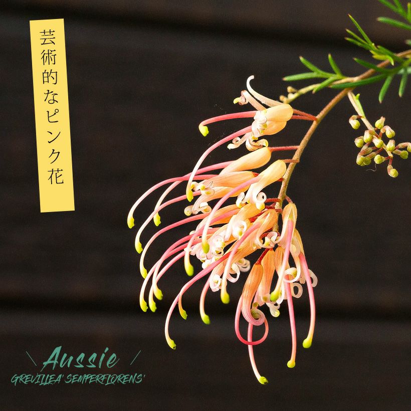 観葉植物 屋外 おしゃれ 花 初めての「グレビレア」なら、センパ