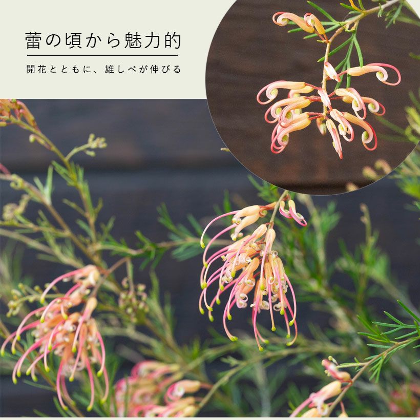 超レア種 グレビリア グレープ 花芽付き 観葉植物 屋外 おしゃれ 花 初めての「グレビレア」なら、センパ