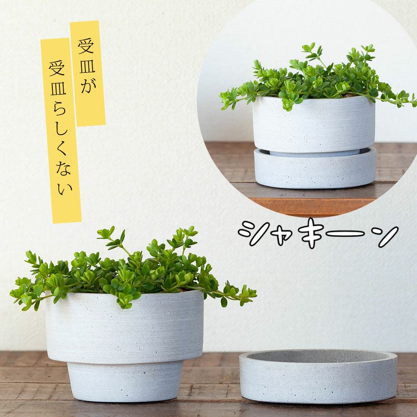 観葉植物 種類 室内 おしゃれ 鉢 ペペロミア・イザベル : e-花屋さん