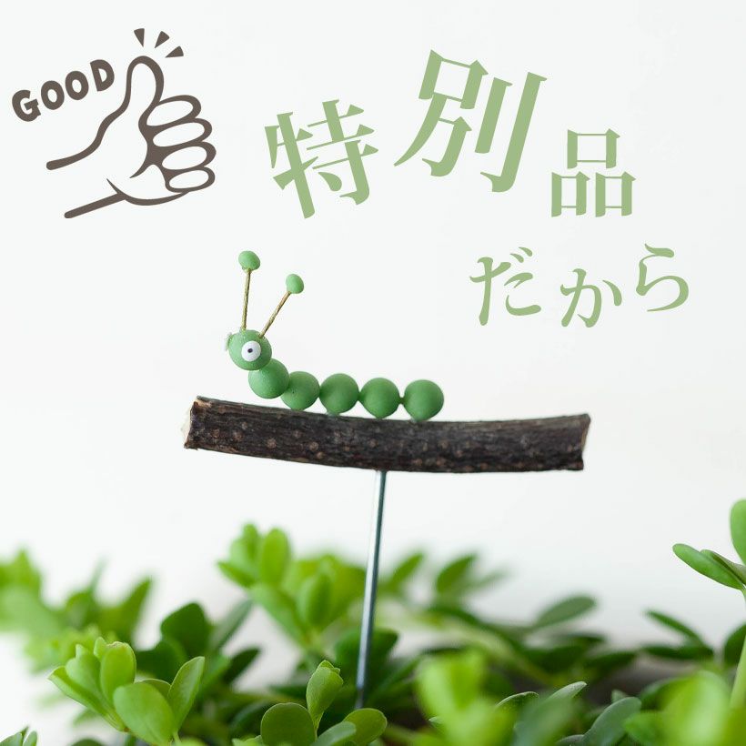 観葉植物 種類 室内 おしゃれ 鉢 ペペロミア・イザベル : e-花屋さん