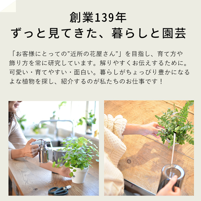 観葉植物 種類 室内 おしゃれ 鉢 ペペロミア・イザベル : hoya8783e : e-花屋さん - 通販 - Yahoo!ショッピング