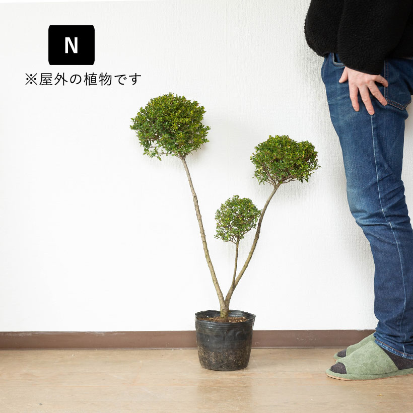 ツゲ（観葉植物） | 花、ガーデニング のおすすめ人気商品一覧 通販