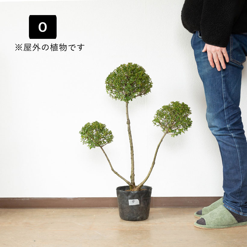 ツゲ玉仕立て（花、ガーデニング）のおすすめ人気商品一覧 通販
