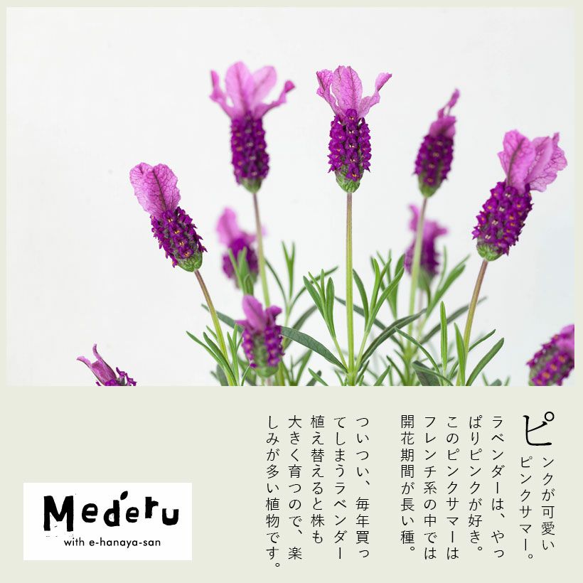 ラベンダー 屋外 おしゃれ ハーブ 開花期間が長い品種