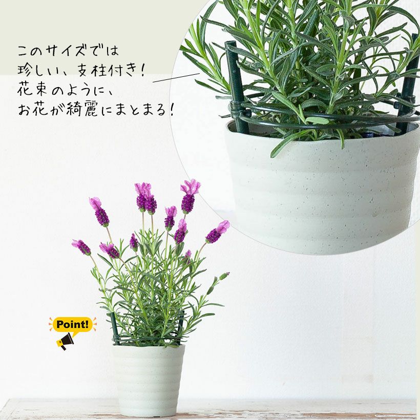 ラベンダー 屋外 おしゃれ ハーブ 開花期間が長い品種 ラベンダー 屋外 おしゃれ ハーブ 開花期間が長い品種
