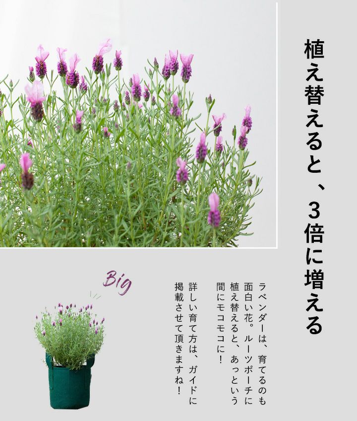 ラベンダー 屋外 おしゃれ ハーブ 開花期間が長い品種 ラベンダー 屋外 おしゃれ ハーブ 開花期間が長い品種