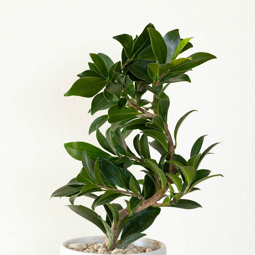 観葉植物 種類 室内 おしゃれ 鉢植え ミニ インテリア グリーン 育て