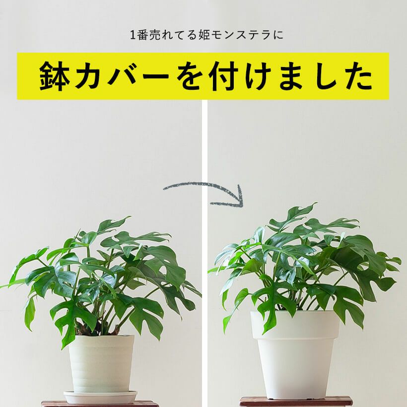 観葉植物 種類 室内 おしゃれ かわいい 鉢植え 姫モンステラを、手軽な