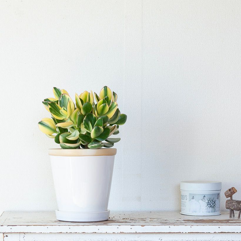 観葉植物・多肉植物・金のなる木「きらめき」5号鉢 花月（カゲツ）立派