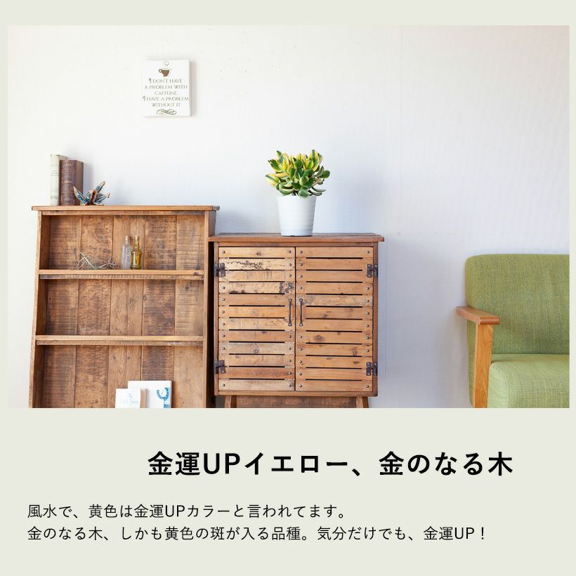 観葉植物・多肉植物・金のなる木「きらめき」5号鉢 花月（カゲツ）立派