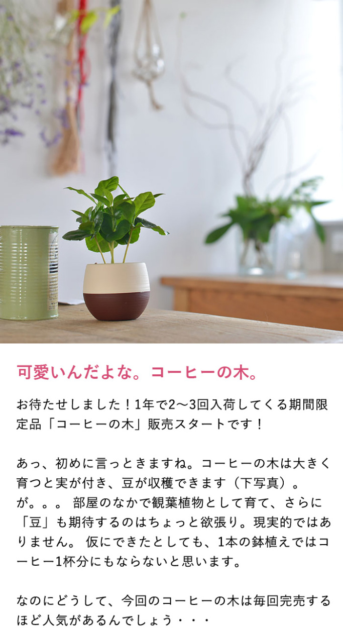 観葉植物 種類 室内 おしゃれ ミニサイズ デスクの上で、やすらぎのcoffeタイムを。小さな、小さなコーヒーの木※鉢の色はお任せです :  otamesi-06b-102s-1 : e-花屋さん - 通販 - Yahoo!ショッピング