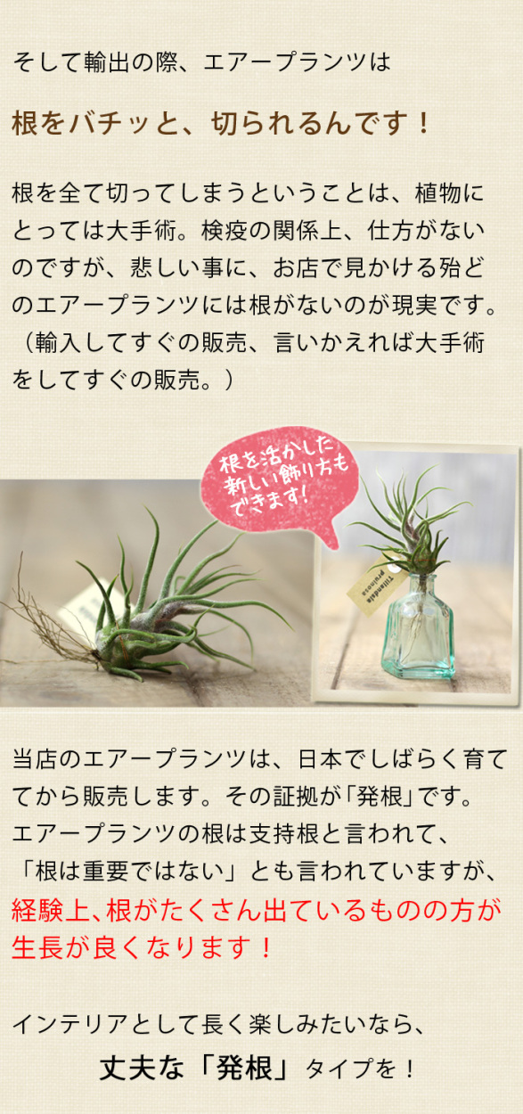 当店のエアープランツは 発根 してるんです グランドセール