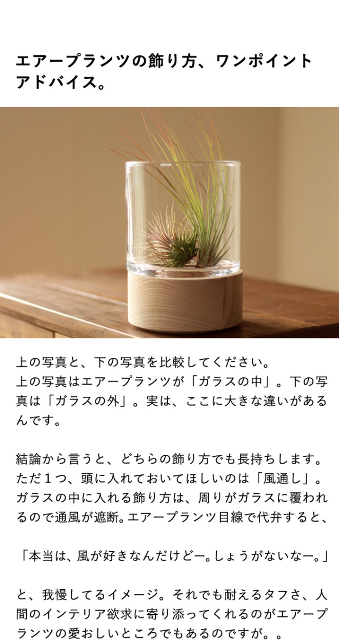当店のエアープランツは 発根 してるんです グランドセール