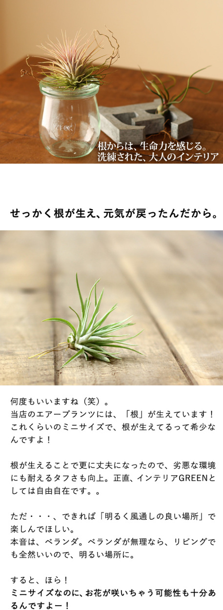 当店のエアープランツは 発根 してるんです グランドセール