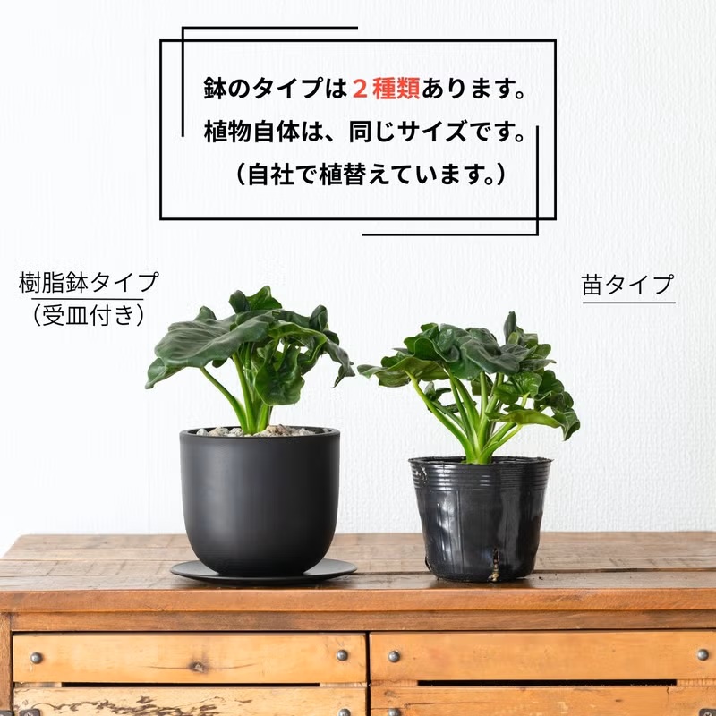 フィロデンドロン 観葉植物 鉢植え 観葉植物 フィロデンドロン 室内 おしゃれ【鉢が選べる