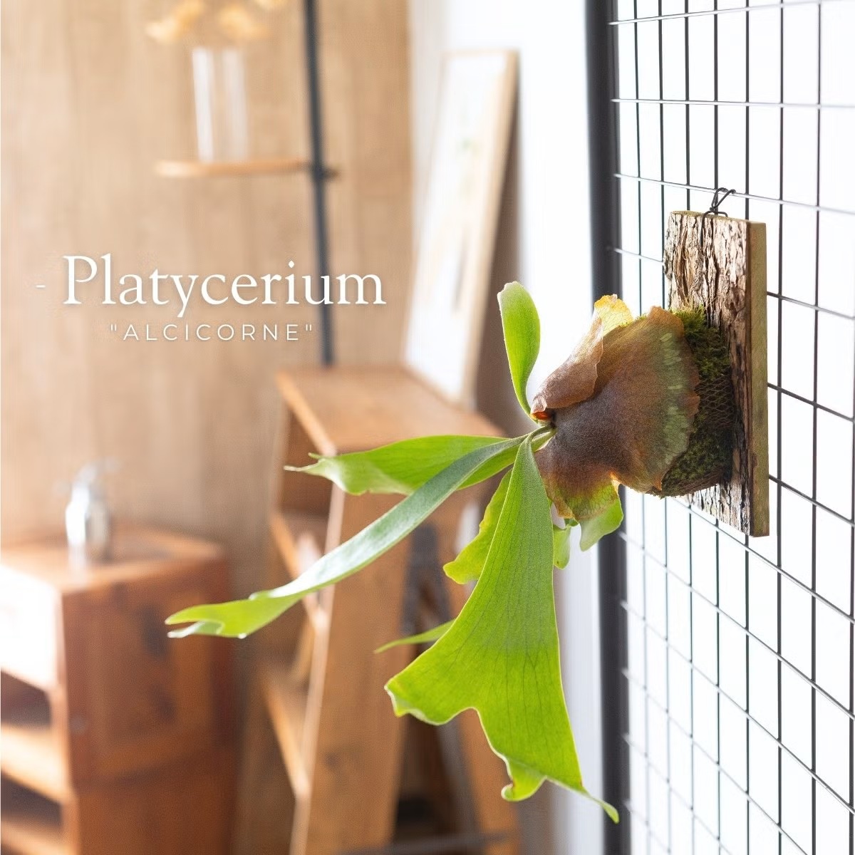 観葉植物 コウモリラン 板付 室内 おしゃれ 板付ビカクシダ（コウモリ