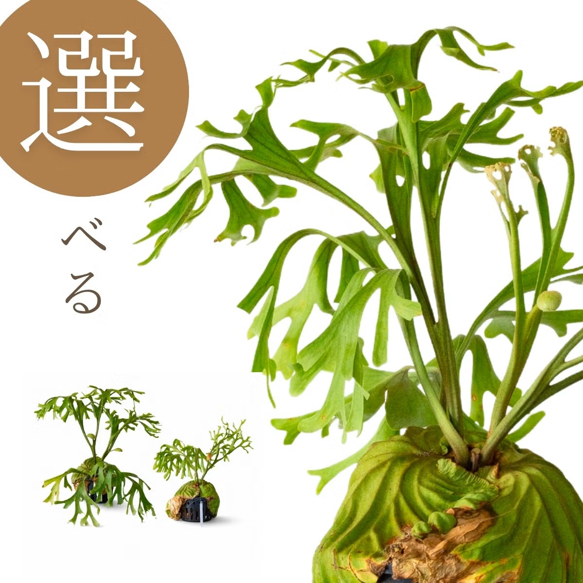 観葉植物 ビカク 【写真で選べる】ビカクシダ（プラティセリウム