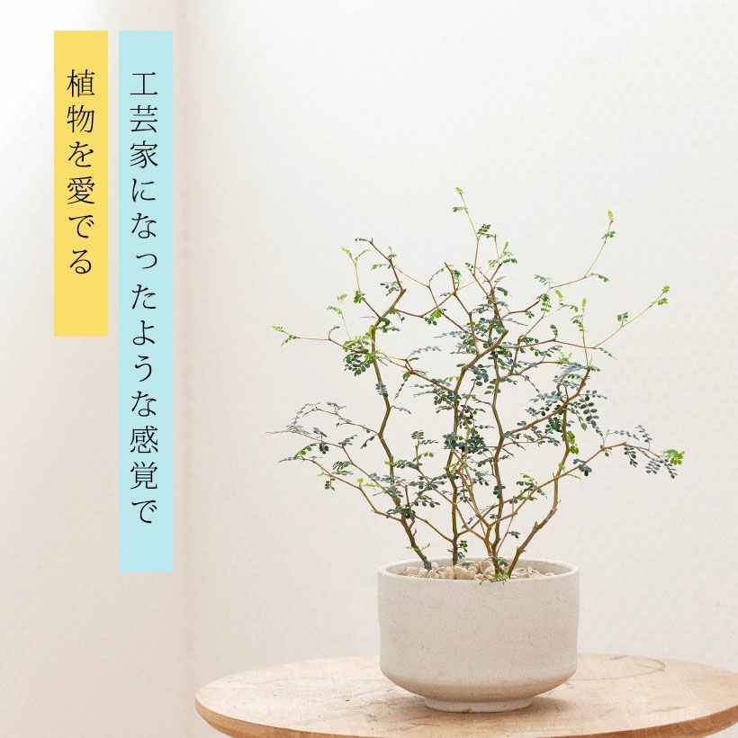 中鉢 | 窯変流彩鉢・白（YN-069） 作家「永草陽平」