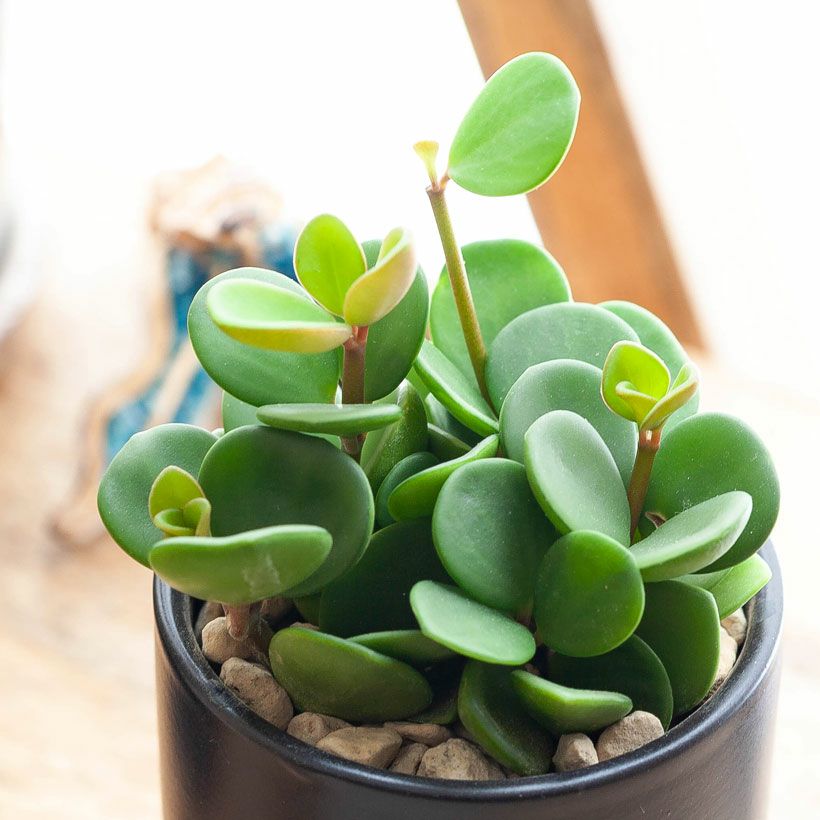 観葉植物 ペペロミア・ホープ陶器鉢 ミニ 育てやすい : e-花屋