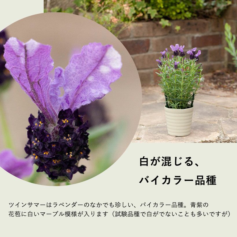 ラベンダー「ツインサマー」4号鉢 屋外植物 : e-花屋さん - 通販