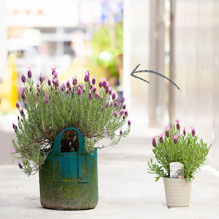 ラベンダー「ツインサマー」4号鉢 屋外植物 : e-花屋さん - 通販
