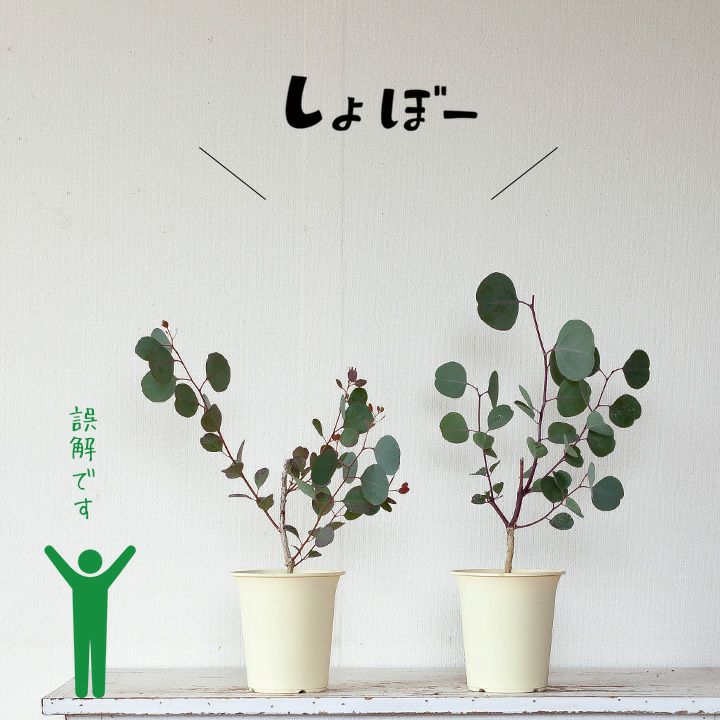 It'S シュール！ハートリーフユーカリ（ポポラス） : e-花屋さん