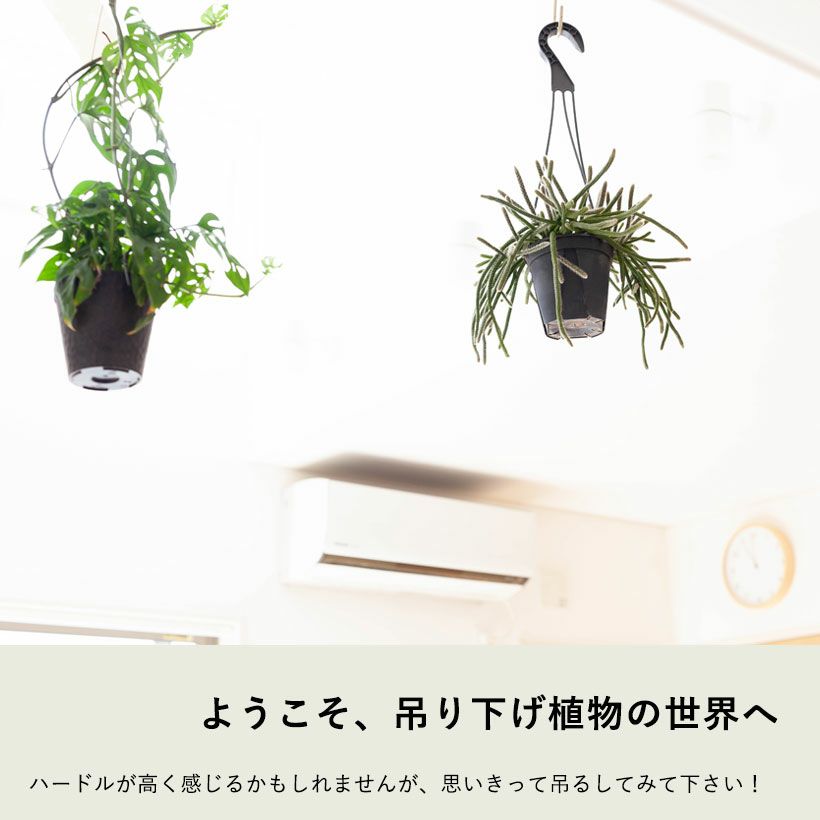 観葉植物 種類 室内 おしゃれ 吊るす ぶら下げ インテリア ハンギング 4号サイズは珍しい！リプサリス・ホリダ。ボリューム有り！ : gd6479  : e-花屋さん - 通販 - Yahoo!ショッピング