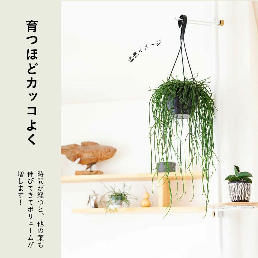 観葉植物 種類 室内 おしゃれ 吊り下げ リプサリス・プニセオ