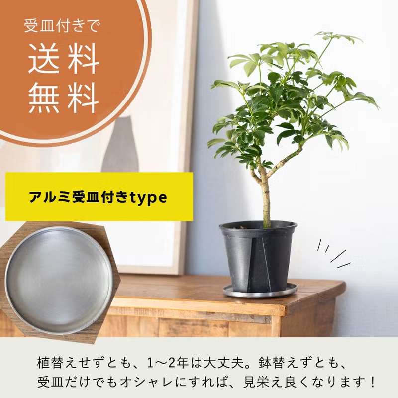 観葉植物 シェフレラ 室内 意外に流通少ない！シェフレラ・レナータ