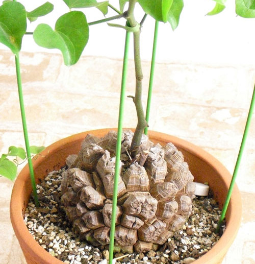 塊根 植物 多肉 蒼角殿（ソウカクデン） コーデックス ボウィエア