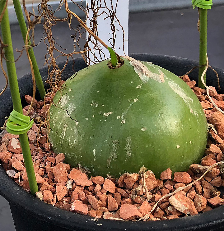 塊根 植物 多肉 蒼角殿（ソウカクデン） コーデックス ボウィエア