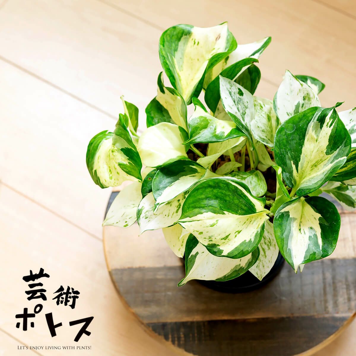 観葉植物 種類 室内 おしゃれ ポトス 5号サイズ「最もゴージャス