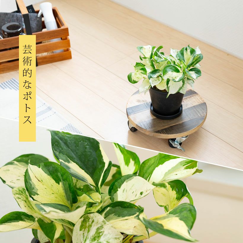 観葉植物 種類 室内 おしゃれ ポトス 5号サイズ「最もゴージャスな
