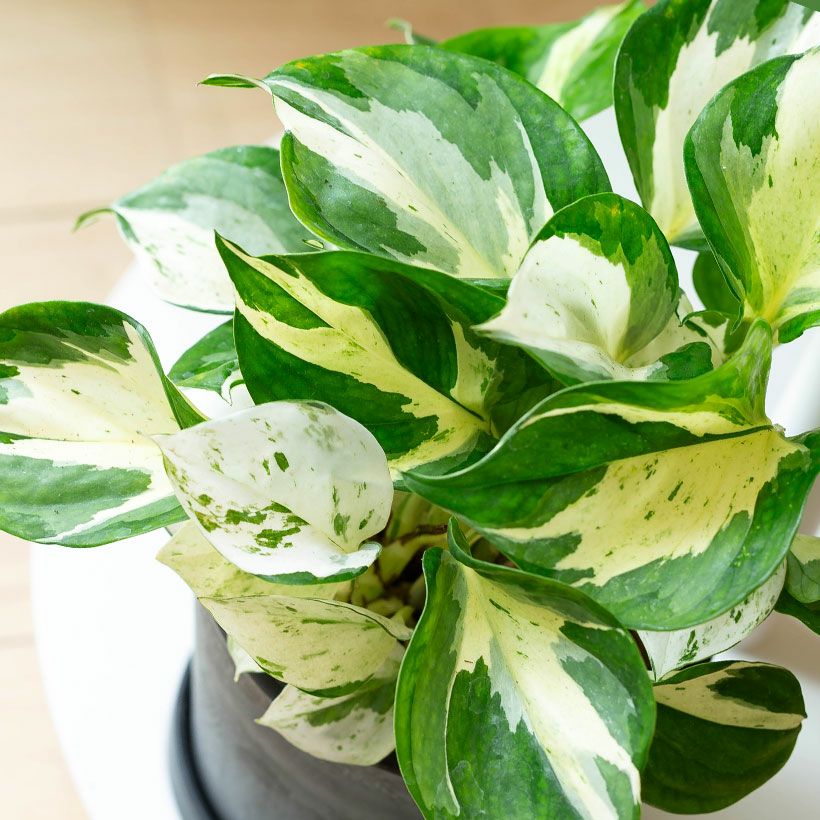 ⭐ポトス⭐リゾートポトス⭐サービスカット5本⭐発根済み Pothos sp.🌱 this not named pothos looks very like N'joy