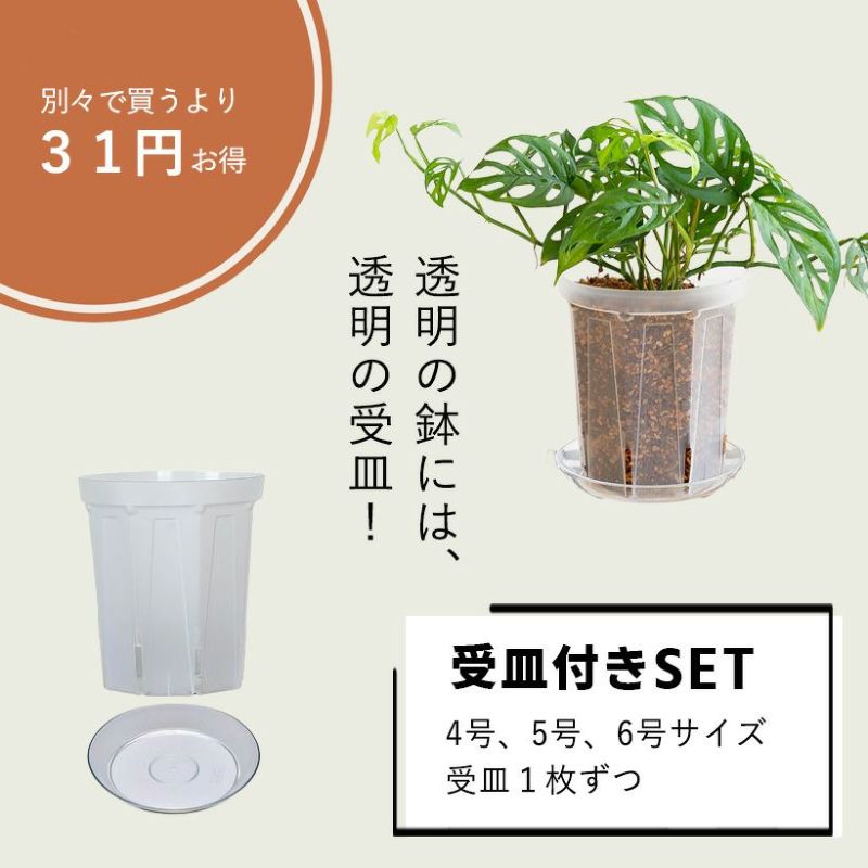 suritt-456gou.jpg?size=n