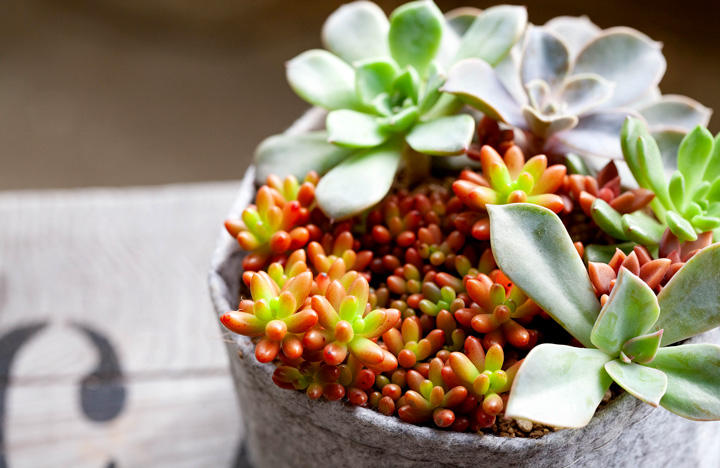 多肉植物 おしゃれ 苗 ミニ セダム・虹の玉（ニジノタマ） : e-花屋
