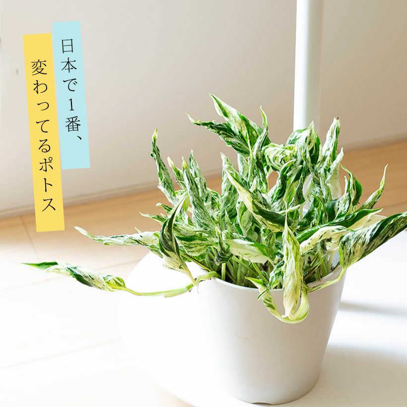 ふっきー【現品・鉢まま出荷】希少　ポトステルノ　トラサン＆ラブソング ふっきー様専用【現品・鉢まま出荷】希少 ポトステルノ トラサン